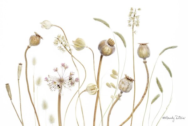 Ботаника сухоцветы