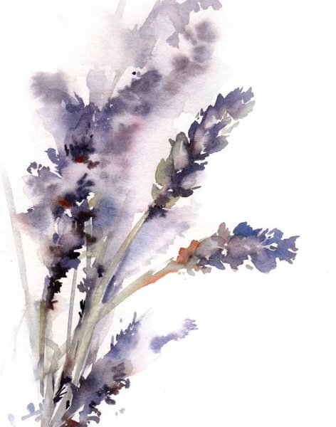 Лаванда акварель