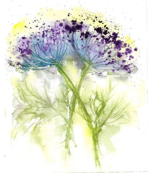 Таволга акварель