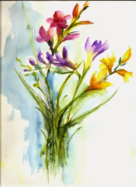 Фрезия акварель