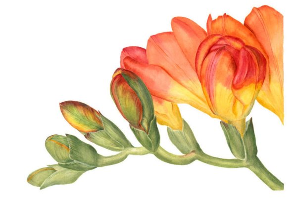 Фрезия акварель