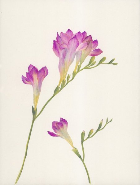 Фрезия Лилак