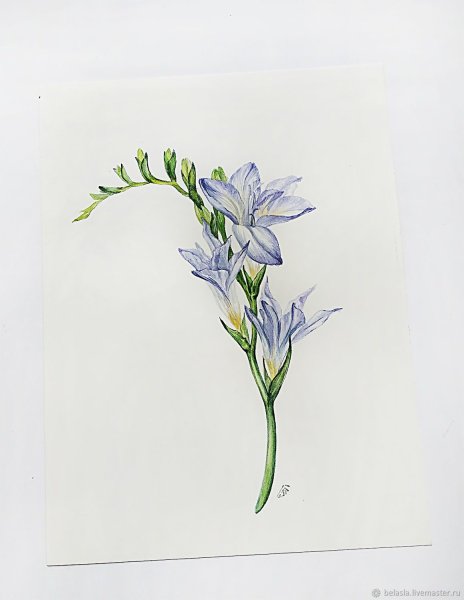 Ботанические иллюстрации фрезия акварель