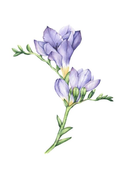 Фрезия акварель