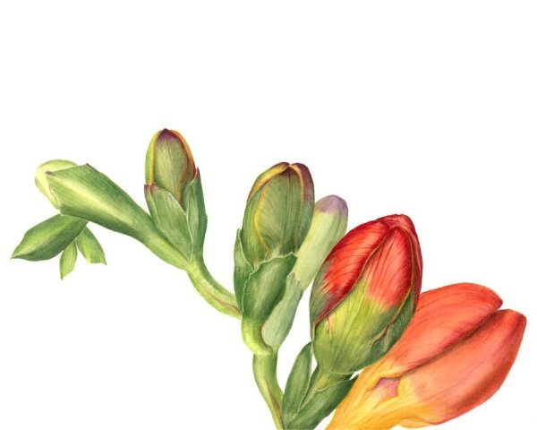 Фрезия Ботаническая