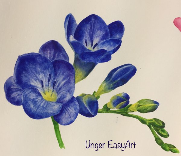 Цветок фрезия акварелью