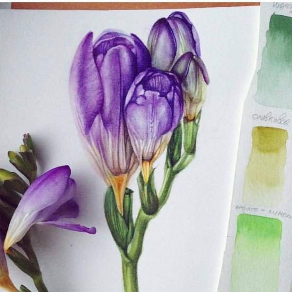 Фрезия Ботанический рисунок