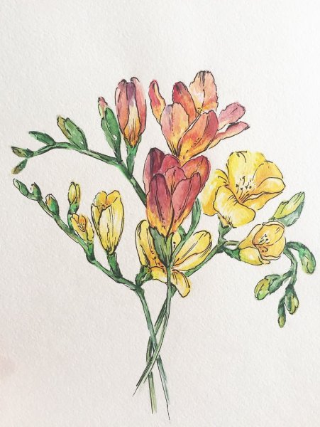 Фрезия акварель иллюстрат