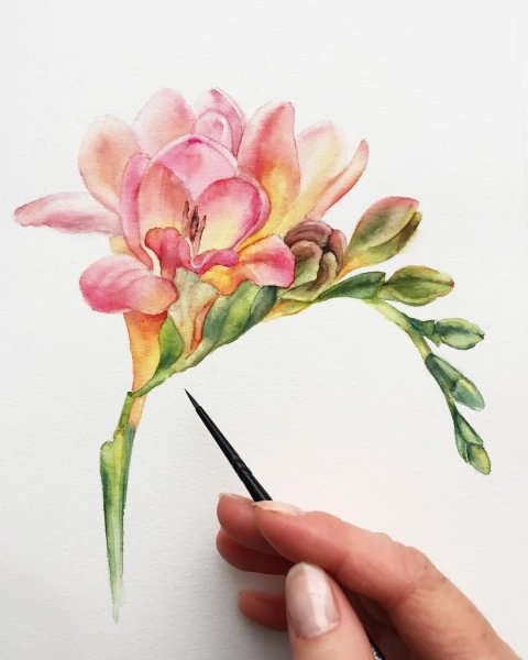 Фрезия акварель