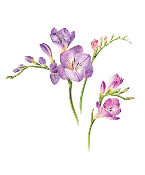 Ботанические иллюстрации фрезия акварель
