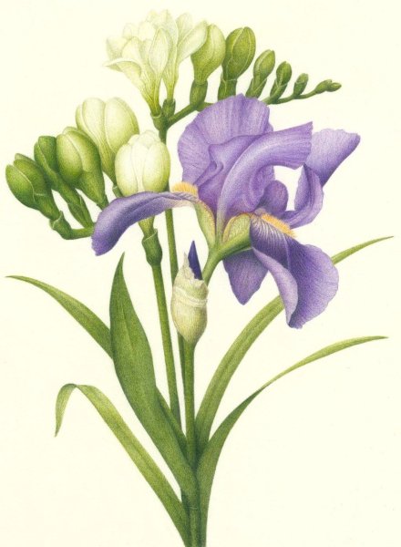 Фрезия Ботаническая