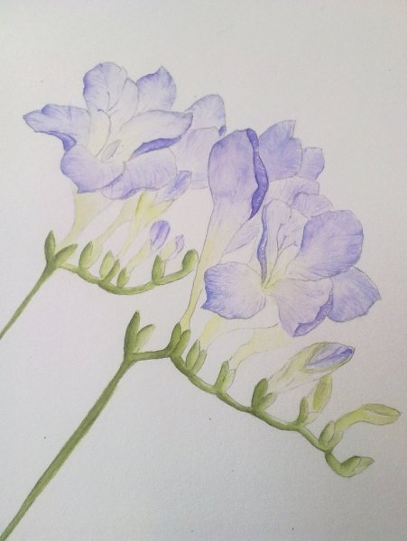 Фрезия акварель иллюстрат