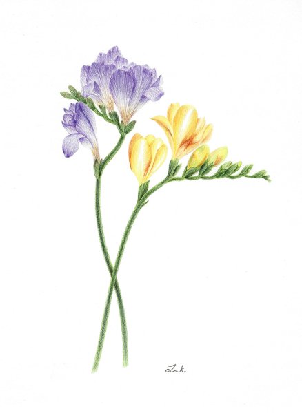 Фрезия Ботаническая иллюстрация