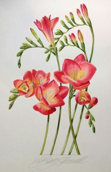 Ботаническая иллюстрация Билли Шоуэлл