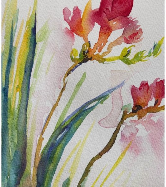 Фрезия рисунок акварелью