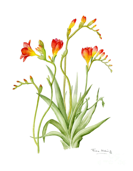 Фрезия Ботаническая иллюстрация