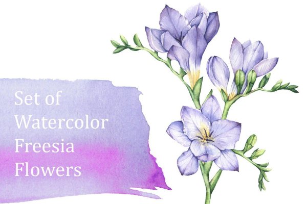 Watercolor Freesia