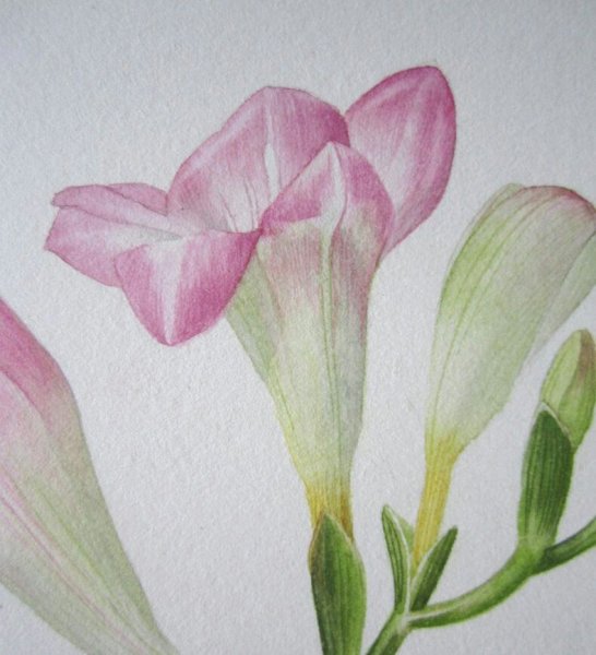 Билли Шоуэлл фрезия