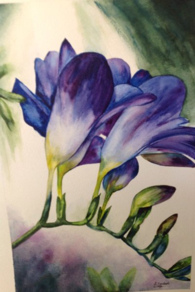 Фрезия акварель