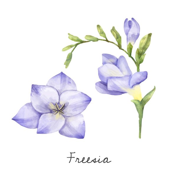 Фрезия нарисованная