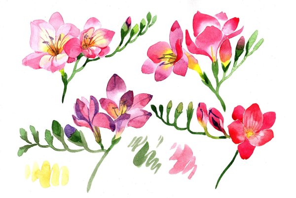 Фрезия акварель