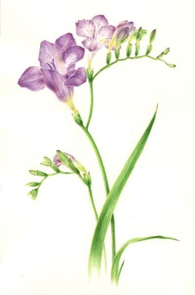 Фрезия акварель