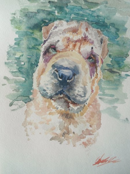 Шарпей акварель