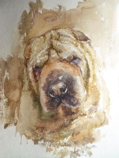 Шарпей картины маслом