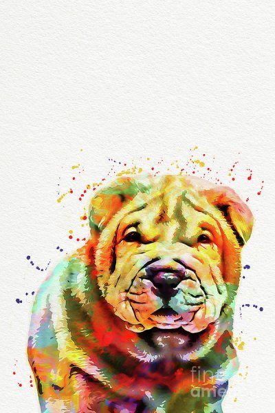 Живопись акварель шарпей