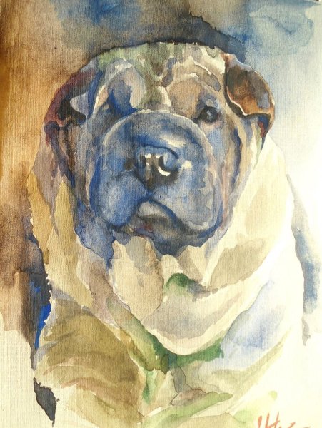 Живопись акварель шарпей