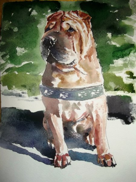 Шарпей картина