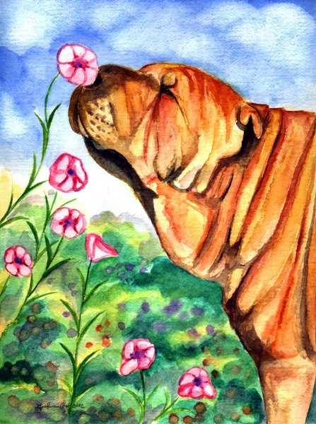 Шарпей акварель