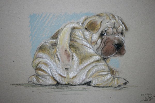 Мишина Яна шарпеи