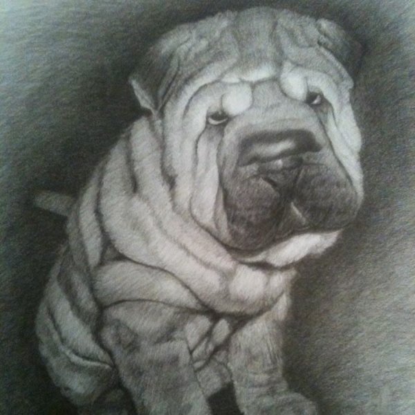 Шарпей картина