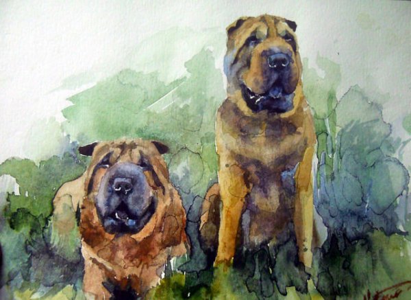 Рисунок собаки акварелью шарпей