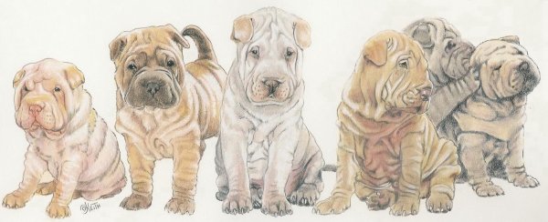 Шарпей картины маслом