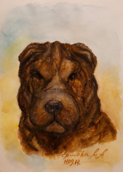 Шарпей картины маслом