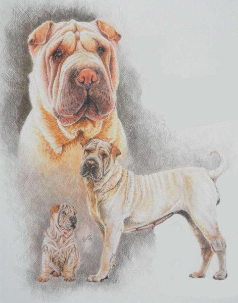 Шарпей на рисунках древних китайцев