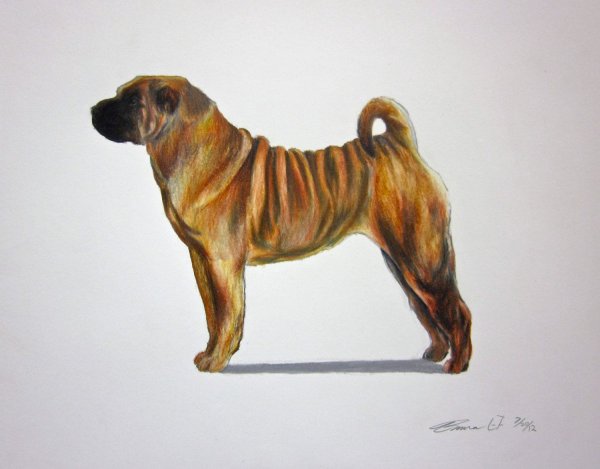 Татуировка акварель шарпей