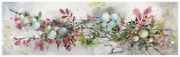 Снежноягодник акварель