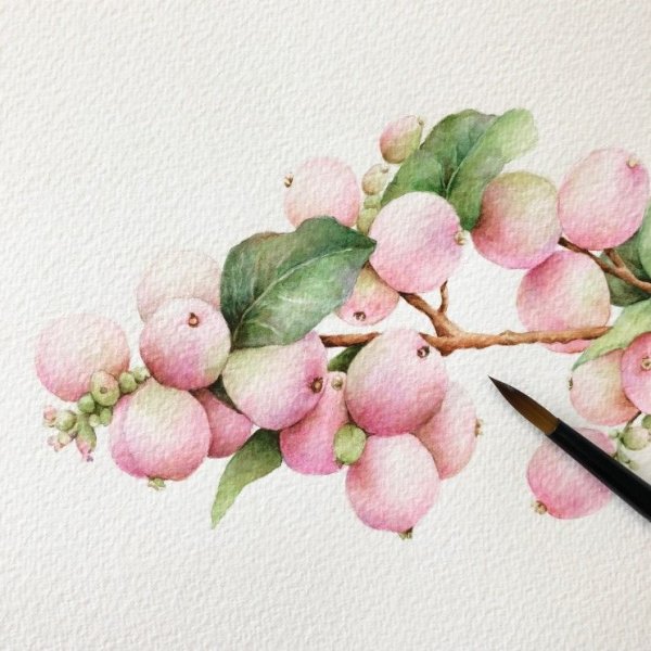 Снежноягодник акварель