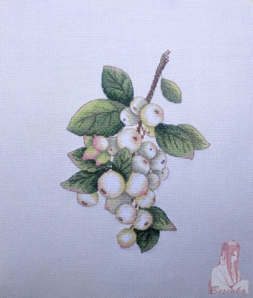 Снежноягодник гербарий