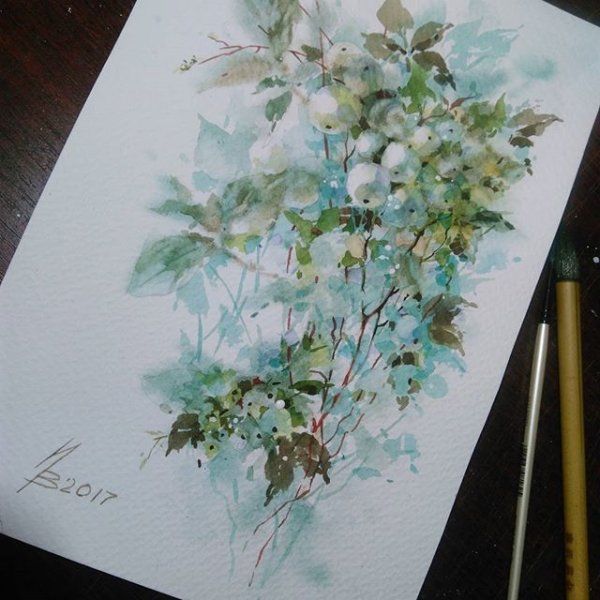 Снежноягодник акварель