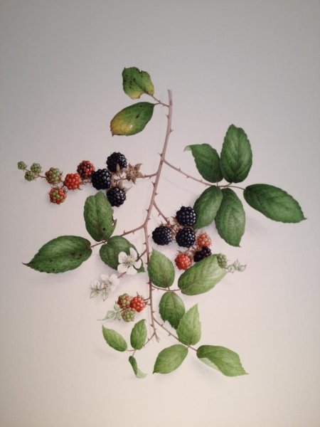 Снежноягодник акварель