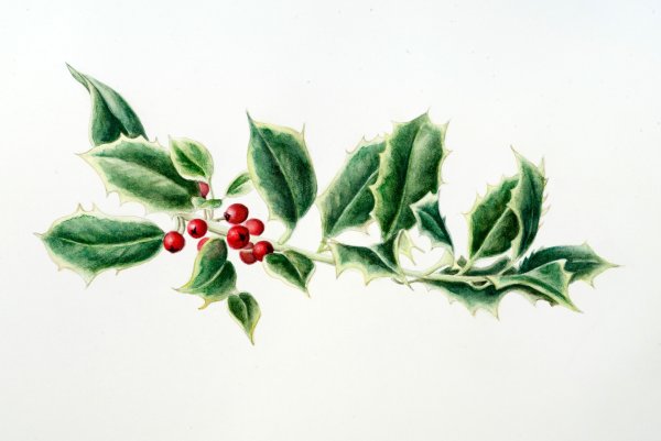 Падуб остролистный акварелью