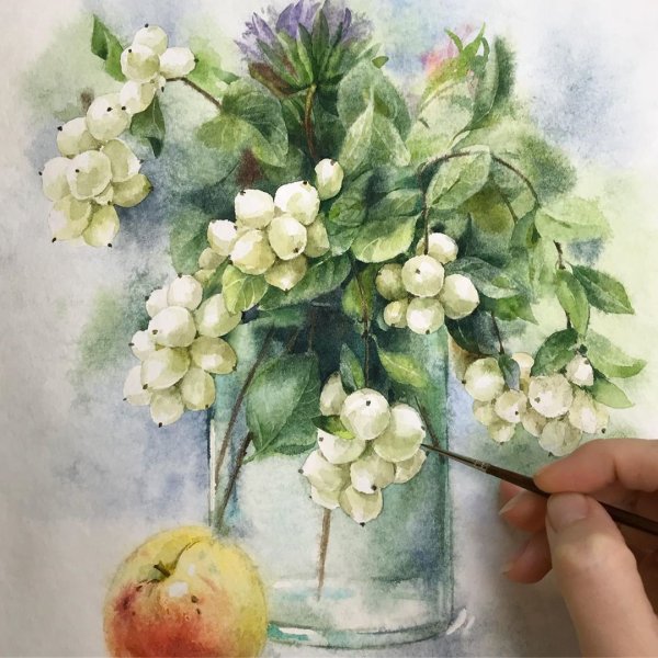 Снежноягодник белый рисунок