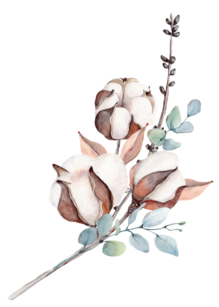 Снежноягодник белый ветка