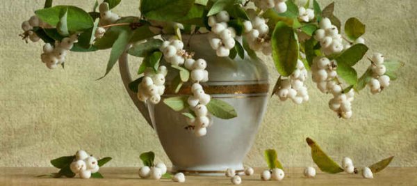 Гортензия крупнолистная рисунок