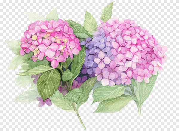 Елена Базанова акварель цветы