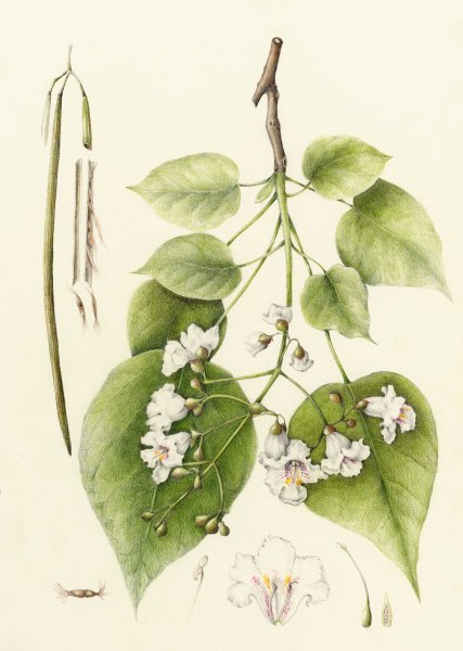 Снежноягодник нарисовать